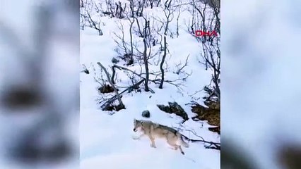 Munzur'un sessiz avcıları böyle görüntülendi