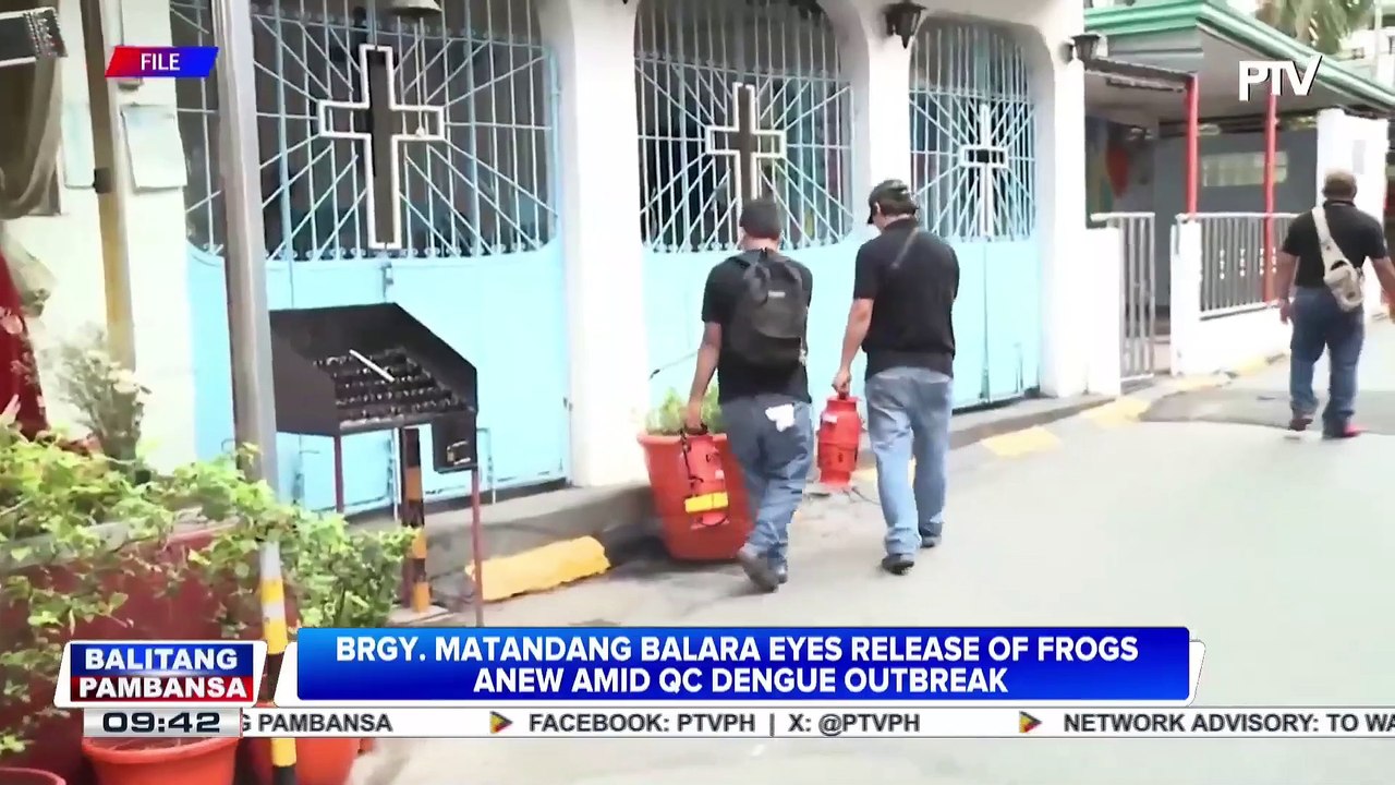 Brgy. Matandang Balara eyes release of frogs anew amid QC dengue outbreak