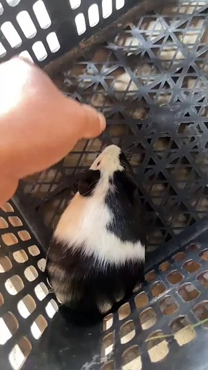 Cute Hamster