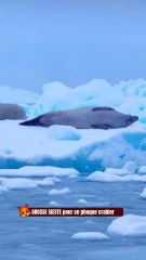 GROSSE SIESTE pour ce phoque crabier