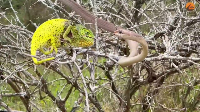 Chameleon Bites Venomous Snake While Being Attacked