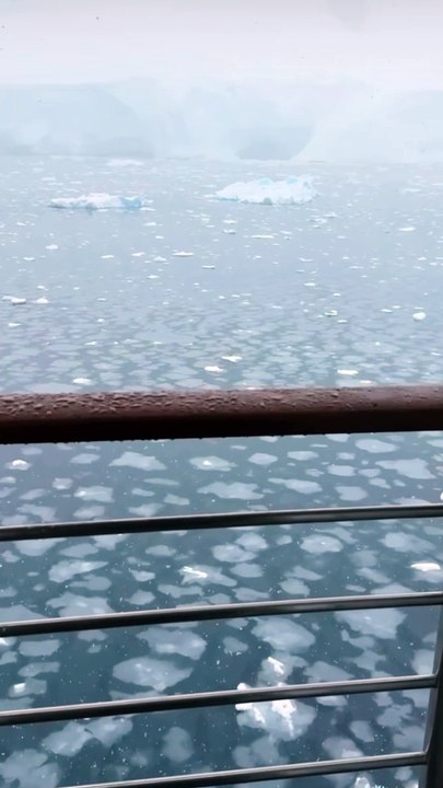 BAGARRE OU CALINS pour ces lions de mer