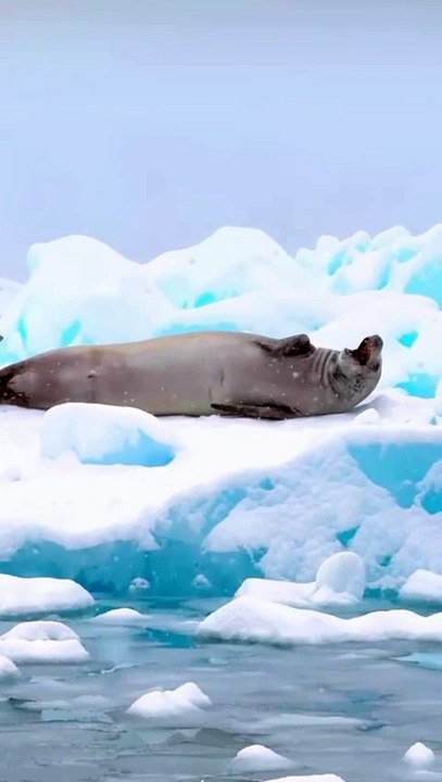 FAUNE SAUVAGE en Antarctique