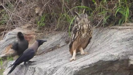 Curious Crow and Furious Rock Eagle Owl