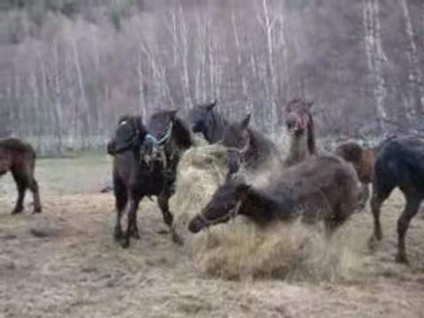 Bagarre = 2 chutes de poulains + Pet ..