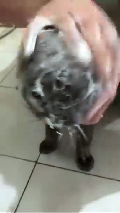 Katze liebt Wasser! 20250217