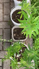 Suspeito de tráfico de drogas é preso com plantação de maconha em casa