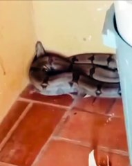 Jiboia de dois metros "dá bom dia" aos moradores em cozinha de residência; veja vídeo