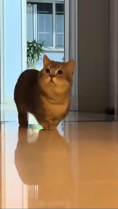 Welpe entdeckt Schnee! 20250217