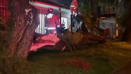 Árvore cai na calçada e assusta moradores do Bairro São Cristóvão