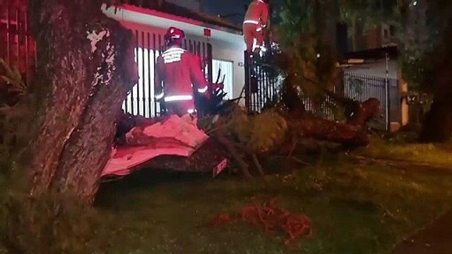 Árvore cai na calçada e assusta moradores do Bairro São Cristóvão