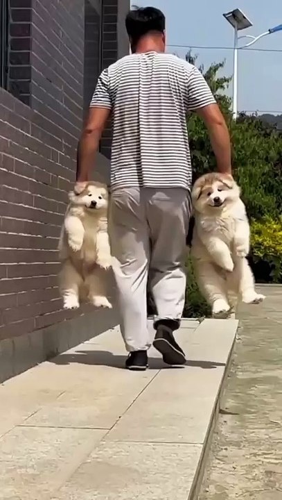 Beautiful dogs
