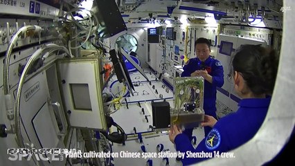 How Plants Are Being Grown In Space By Shenzhou 14 Astronauts: Knowledge