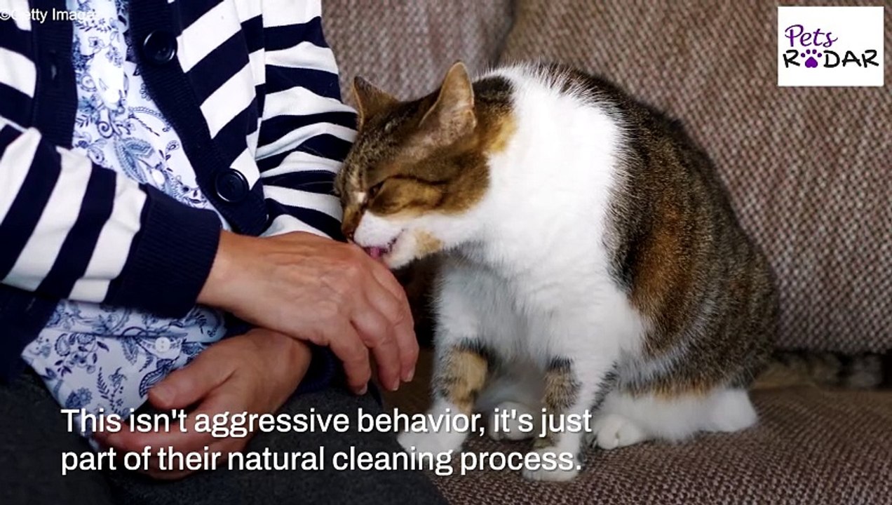 Why Do Cats Randomly Bite Unprovoked?