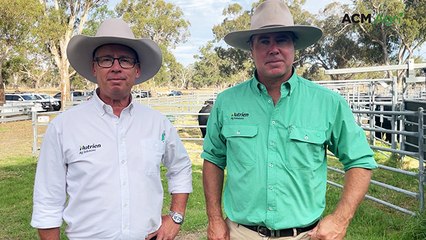 Sterita Park bull sale