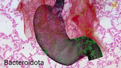 Explorers Found Mysterious Life in Antarctica’s Icy Depths