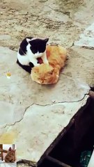 Hello friend palez like me # short # shortfeed # #funny vadio