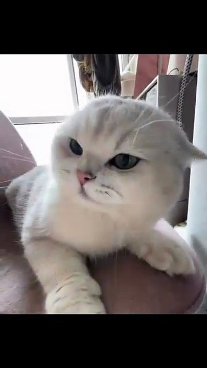 Hund und Katze kuscheln! 20250218