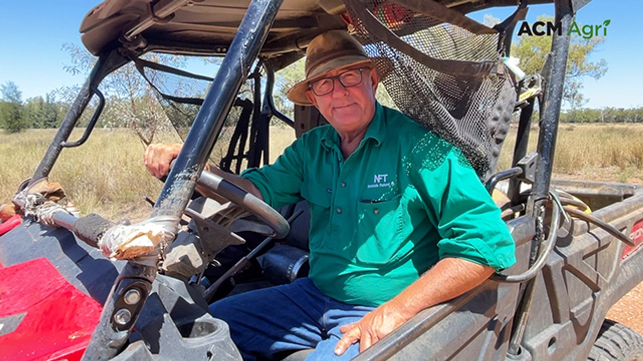 Feral pig bounty put to test