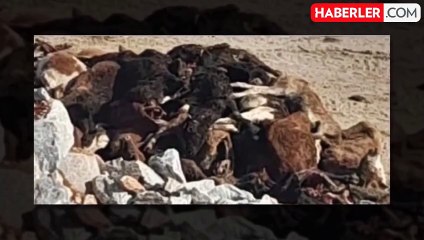 Kütahya'da taş ocağında telef olmuş 30 büyükbaş hayvan bulundu