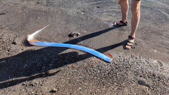 Kıyamet balığı yine karaya vurdu! Bu kez çok daha yakında