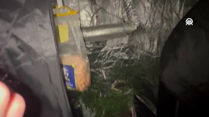 Elbise dolabında uyuşturucu yetiştiren şüpheli yakalandı