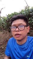 Savoring Nature: The Bliss of Tea in a Tea Garden