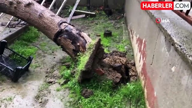 Yarım Asırlık Ceviz Ağacı Minibüsün Üzerine Devrildi