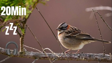 Relaxing Bird Sounds (20 Min) for Deep Meditation | Chant d'Oiseaux Nature