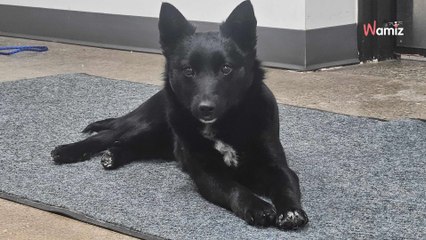 Sur un parking, un chien abandonné porte un signe à son collier qui déchire le cœur des sauveteurs