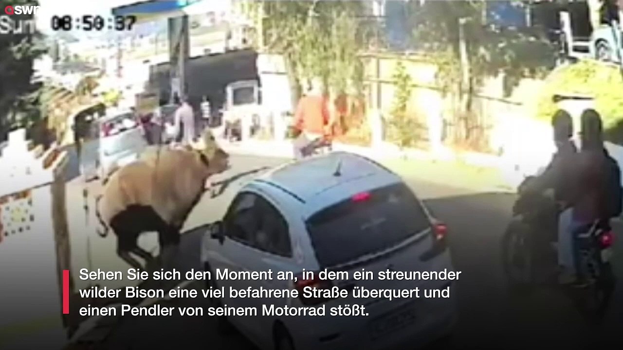 Bison stürmt über eine viel befahrene Straße - und stößt Pendler aus ihren Fahrzeugen