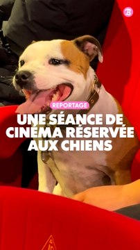 Reportage : Une séance de cinéma réservée aux chiens