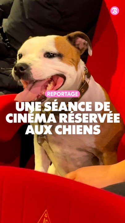 Reportage : Une séance de cinéma réservée aux chiens