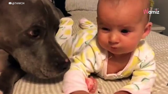 Pitbull liegt mit dem Baby im Bett: Hier halten alle den Atem an (Video)