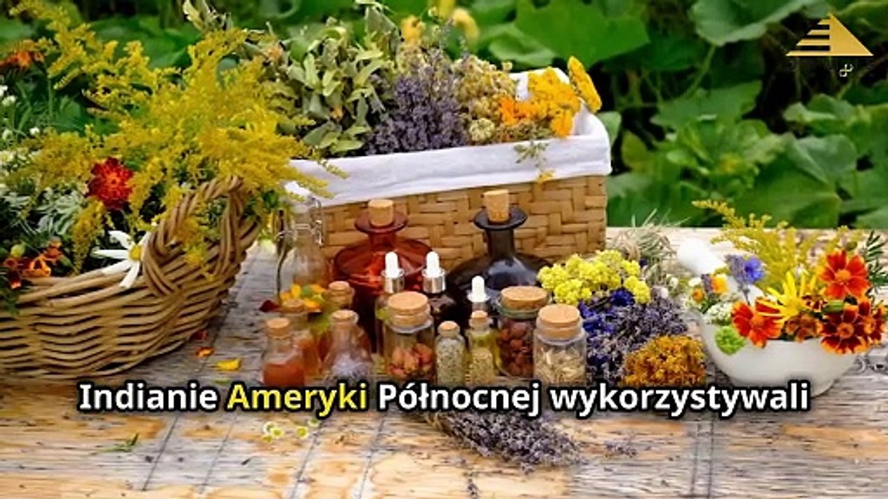 Przytulia Czepna – Naturalny Detoks i Wzmocnienie Zdrowia! Jak Oczyszcza Organizm?