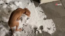 Ein Italienisches Windspiel entdeckt den ersten Schnee: Millionen sind begeistert