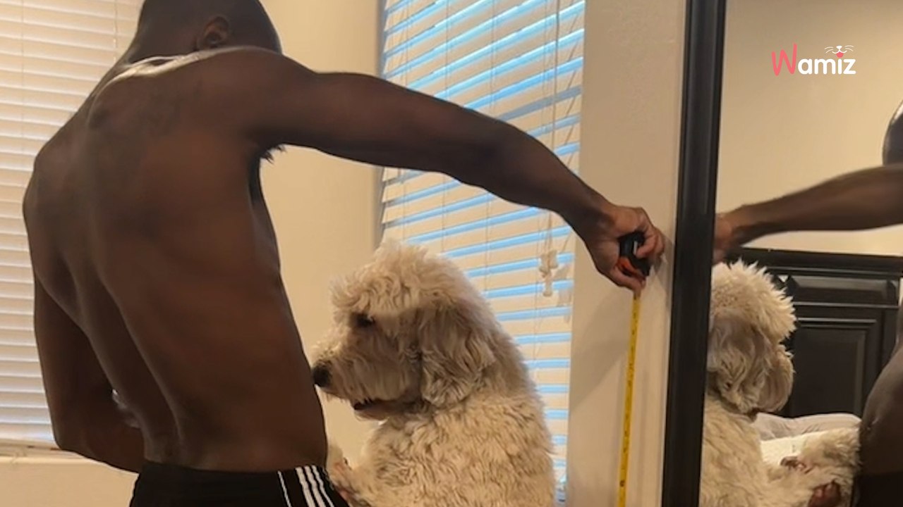 Couple adopts a Miniature Doodle but their puppy has a big surprise in store