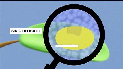 ¿Qué es el glifosato y cómo afecta a tu entorno? 🌱