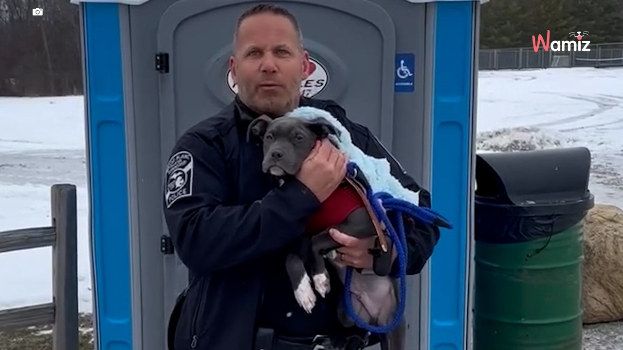 She abandons puppy in public toilet, police start investigating (video)