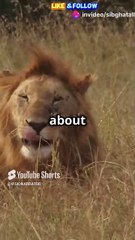 Life Lessons from the Animals #viralvideo #shorts #reels #life