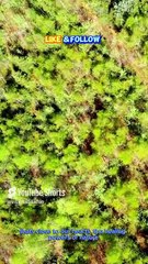 Healing Powers of Nature #viralvideo #reels #shorts #nature