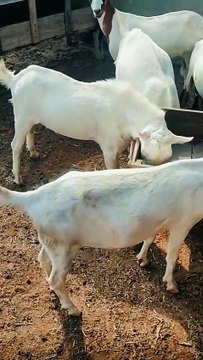 Pets life #trending #usa #viral #shortvideo #baby #pet #animals #goats #bakra #bakramandi