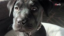 Kobieta sądzi, że kupuje labradora. Kilka miesięcy później nie wierzy własnym oczom