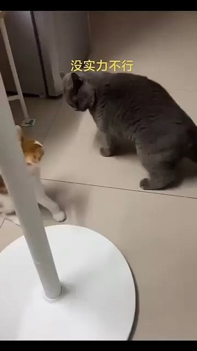 Hund macht lustige Geräusche! 20250218