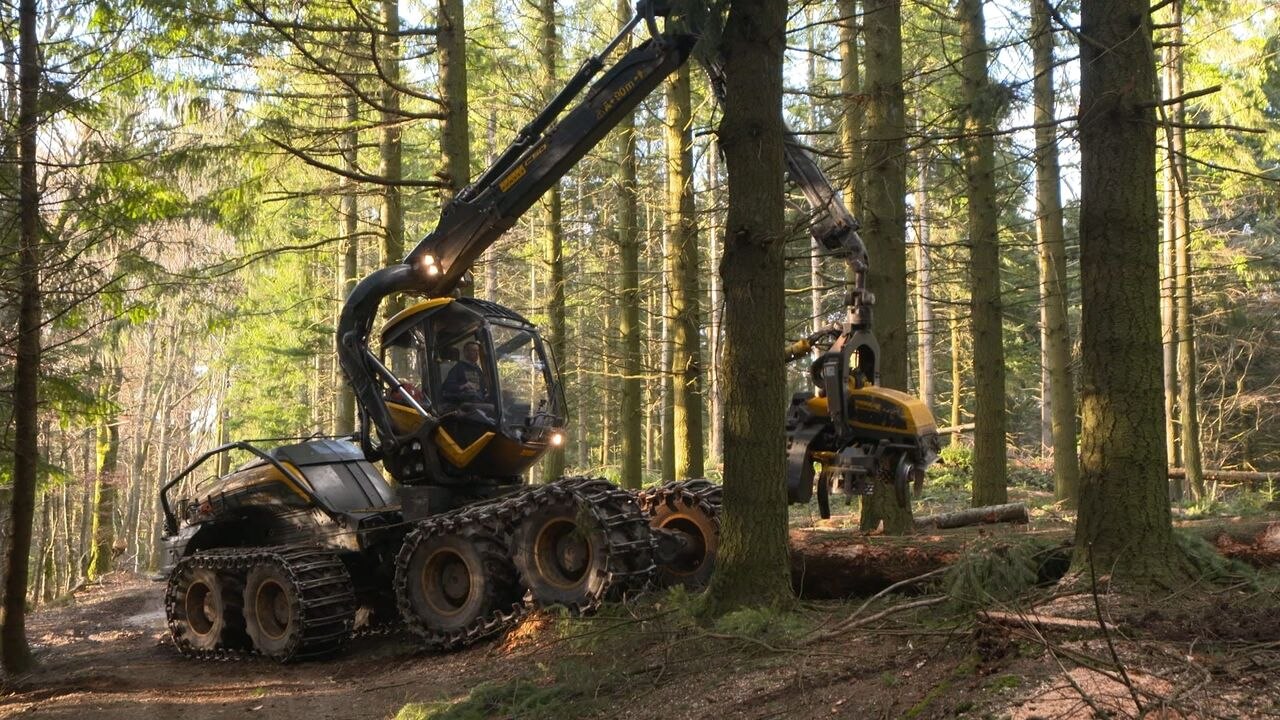 Bûcheron : un métier à hauts risques