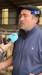 "Loire" : la vache ligérienne au Salon de l'Agriculture