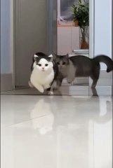 Cute cats😼ny pets❤️❤️❤️