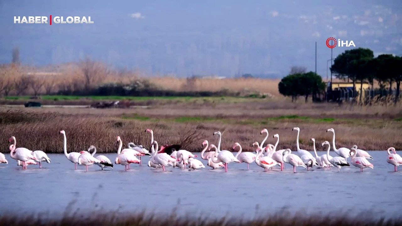 Gökçeada'da flamingoların 'kur' ve 'beslenme' dansı yakından görüntülendi