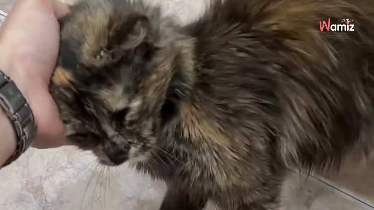 Gatita bosque de Noruega olvidada en la calle: Kitty sueña con una familia que la haga sentir segura