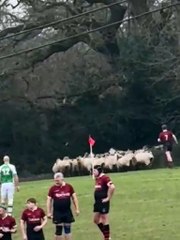 Sheep stop play at Haywards Heath RFC